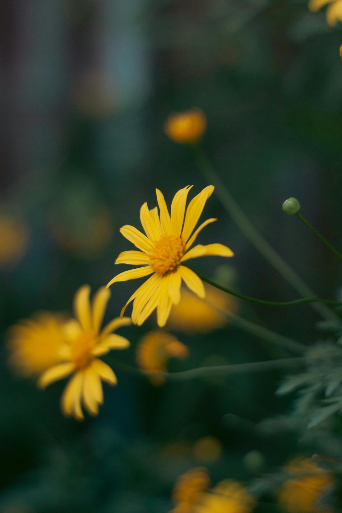 Unlock the Healing Power of Arnica: Nature’s Ultimate Remedy for Pain Relief and Fast Recovery