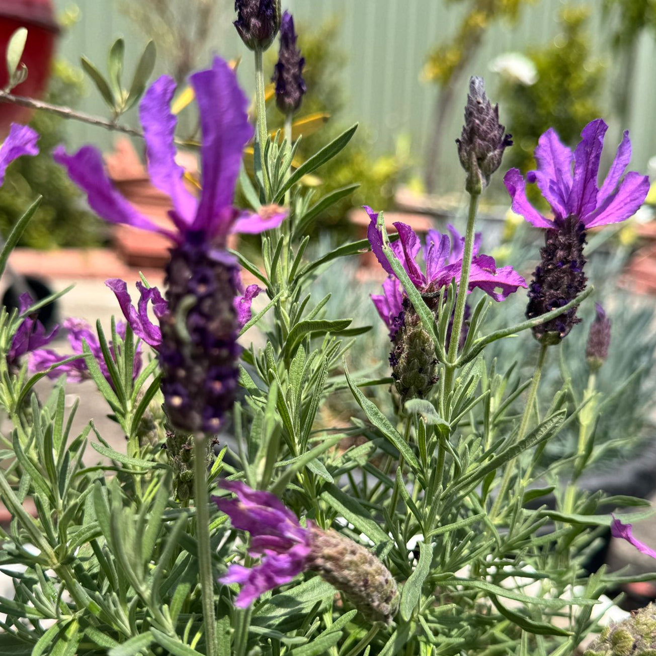 Close-up of lavender flowers with green leaves